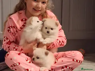 Pomeranian dogs 💖 PURE WHITE POMMERAINIAN💝 READY NOW - Advert 13