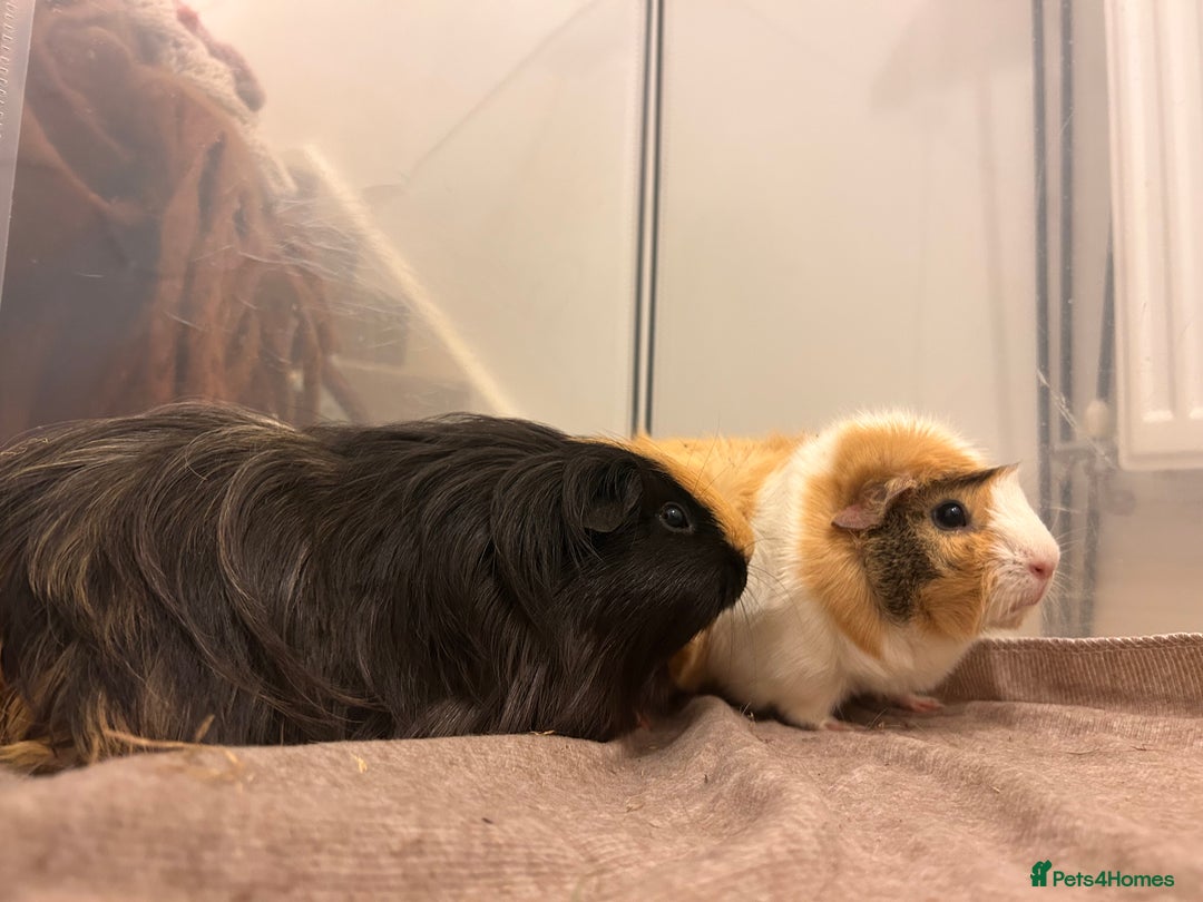 Guinea Pig rodents for sale: Gorgeous female guinea pigs - Advert 11