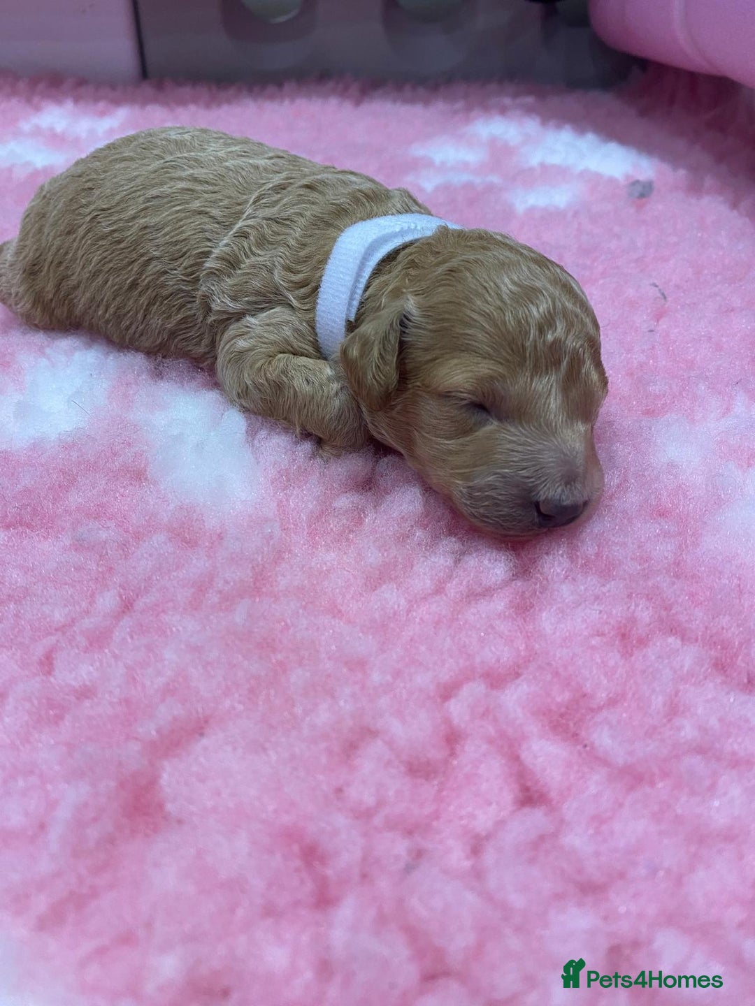 Labradoodle dogs for sale: Multi- Generation Toy/Mini parti Labradoodles   - Advert 7