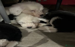 Old English Sheepdog dogs for sale: Kennel Club Reg Old English Sheepdog Puppies - Image 19