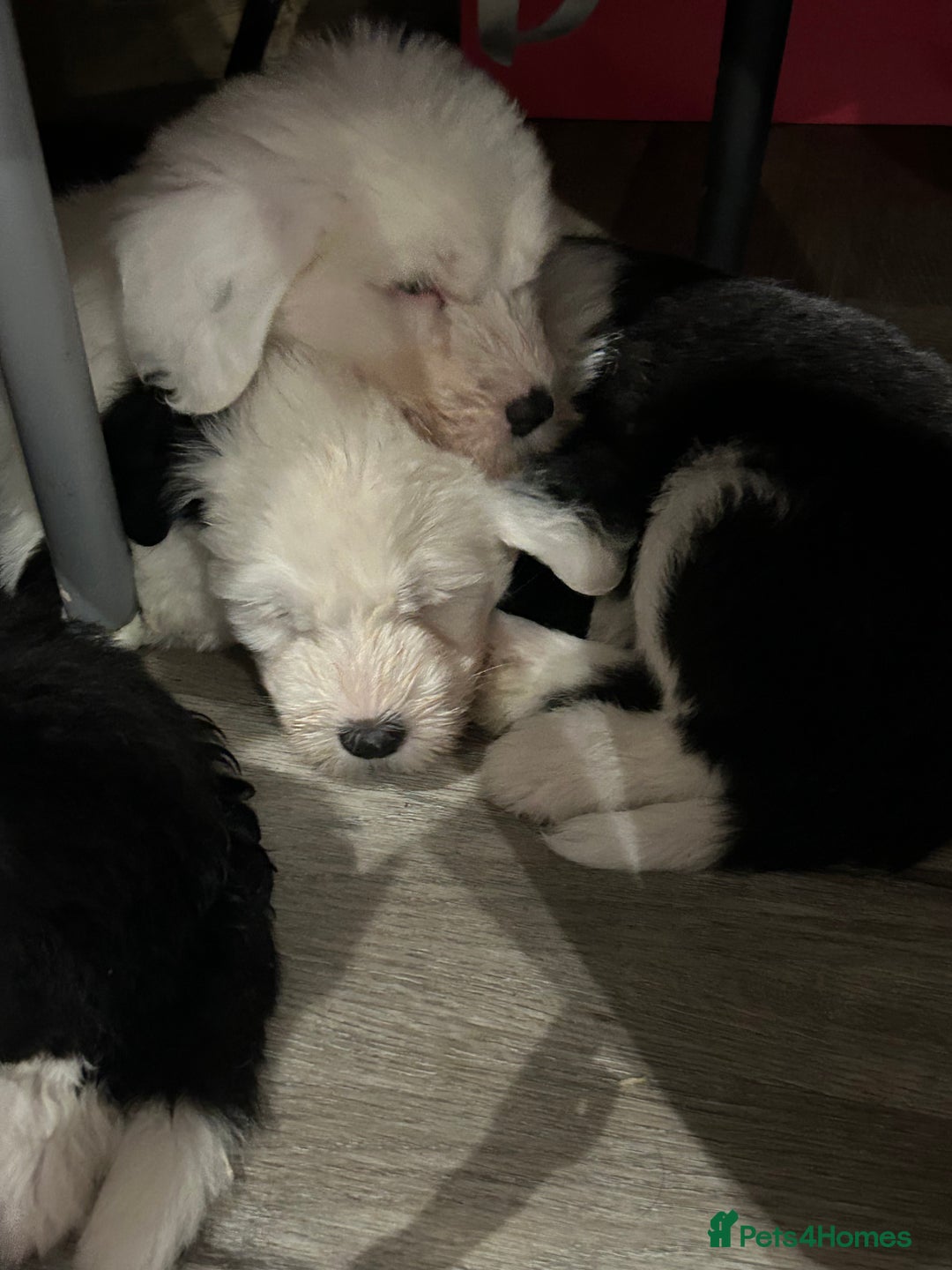 Old English Sheepdog dogs for sale: Kennel Club Reg Old English Sheepdog Puppies - Image 19