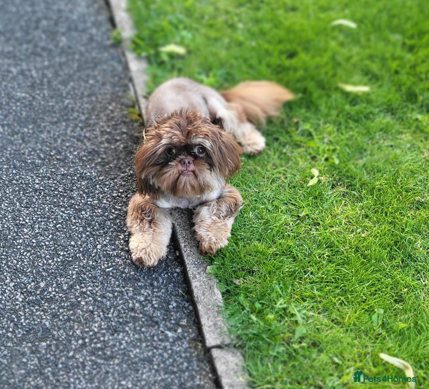 Shih Tzu dogs Proven imperial stud dobi stud Blue Choc Dobi - Advert 2