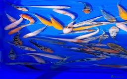 Koi Carp fish for sale: 2 to 4 inch Mixed Koi Carp Fry: young pond fish - Image 18