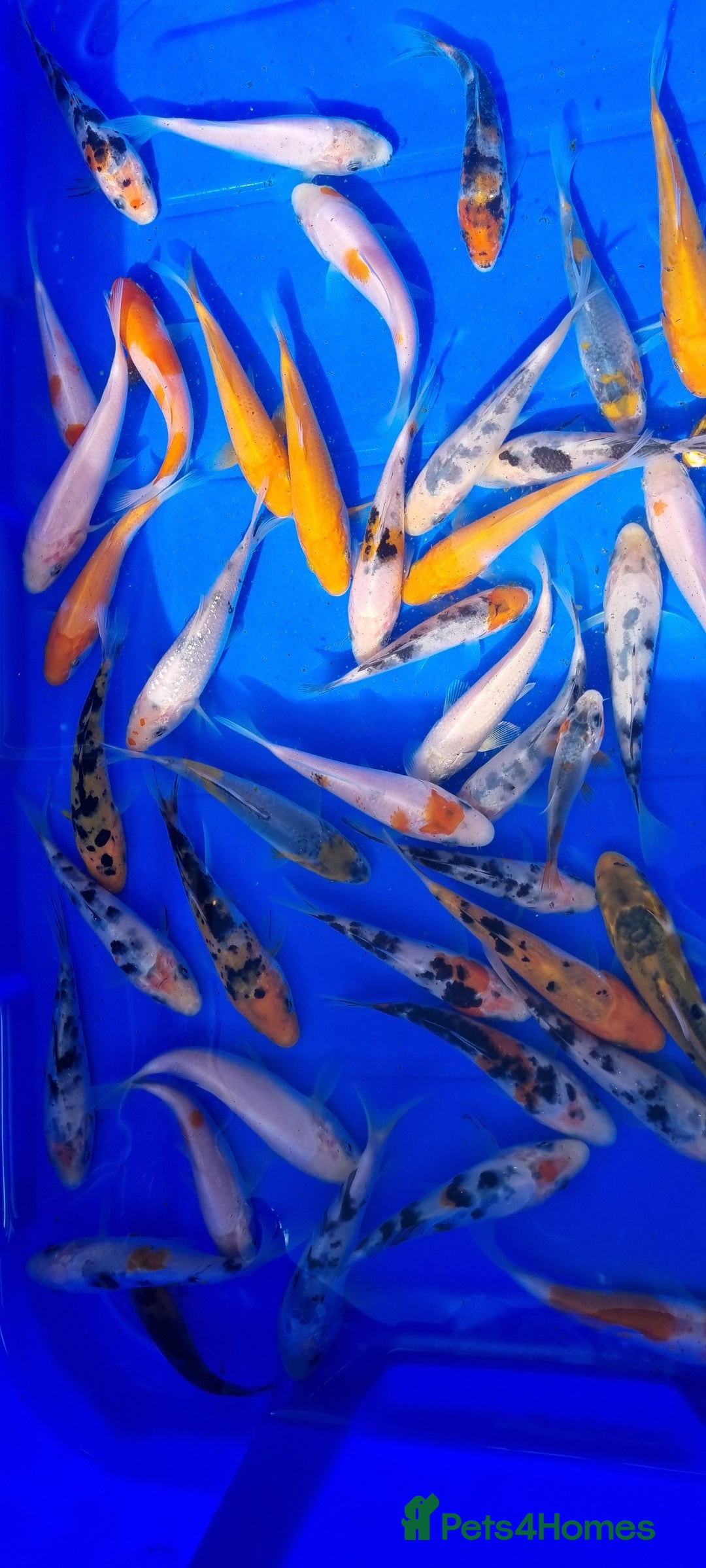 Koi Carp fish for sale: 2 to 4 inch Mixed Koi Carp Fry: young pond fish - Image 18