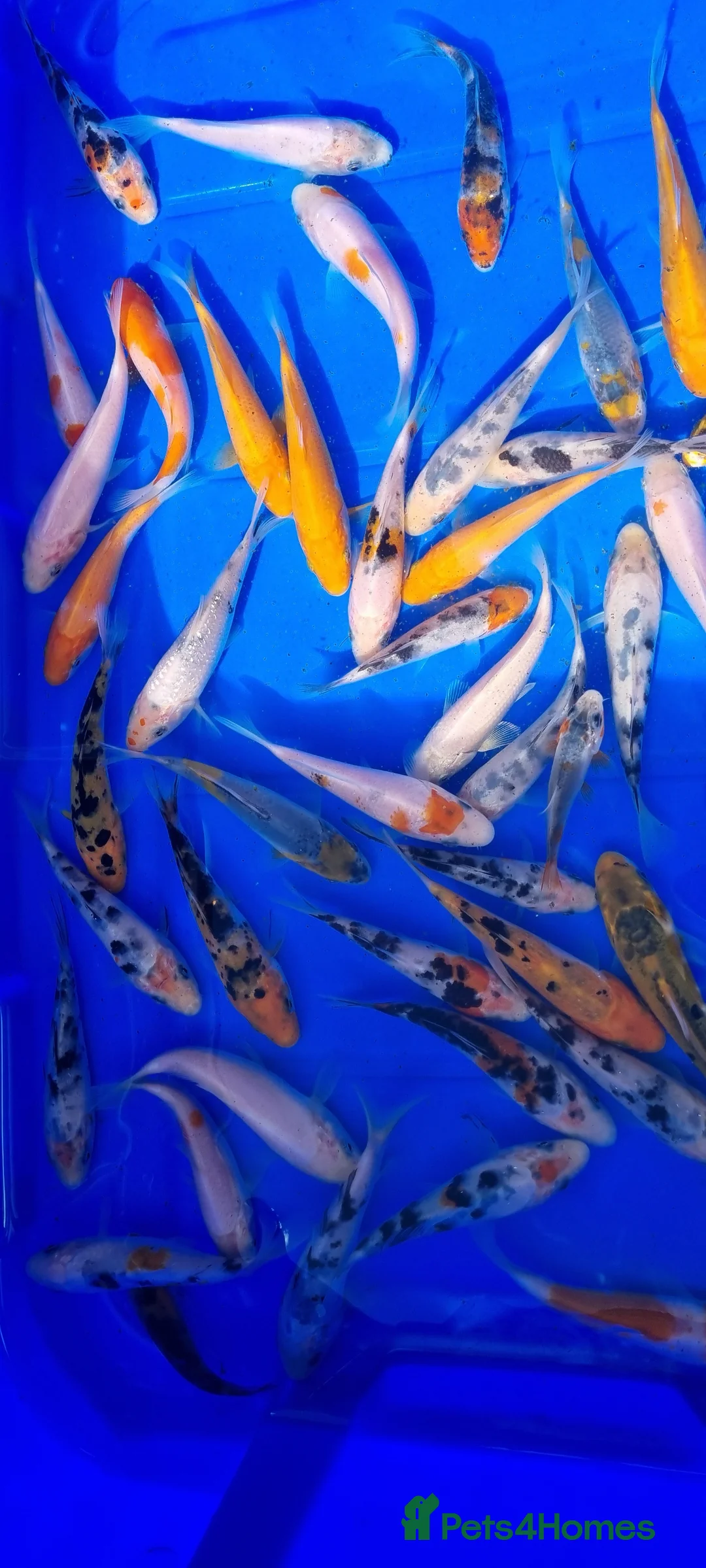 Koi Carp fish for sale: 2 to 4 inch Mixed Koi Carp Fry: young pond fish - Advert 18