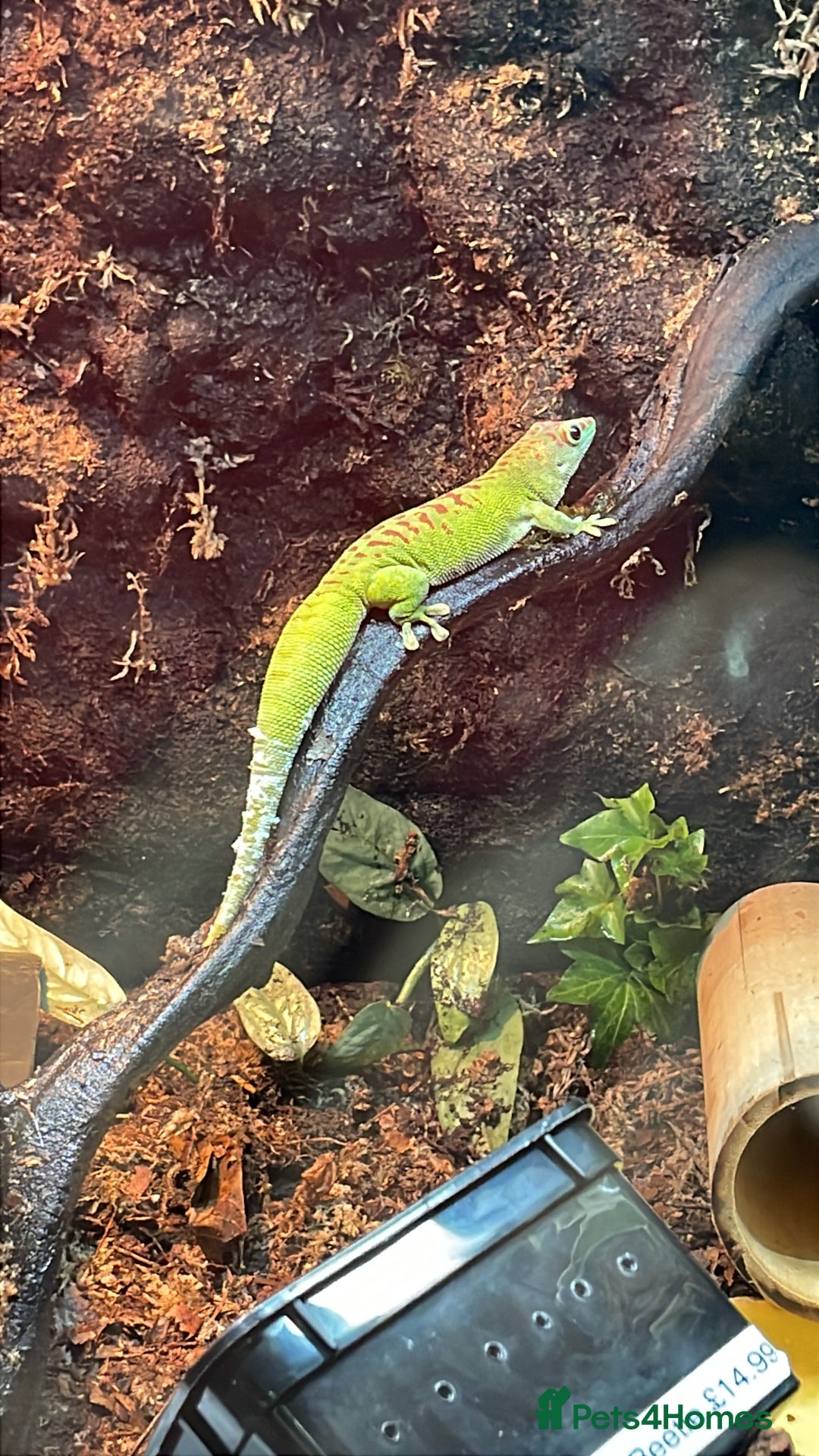 Gecko reptiles for sale: Madagascan giant day geckos with vivarium - Advert 15