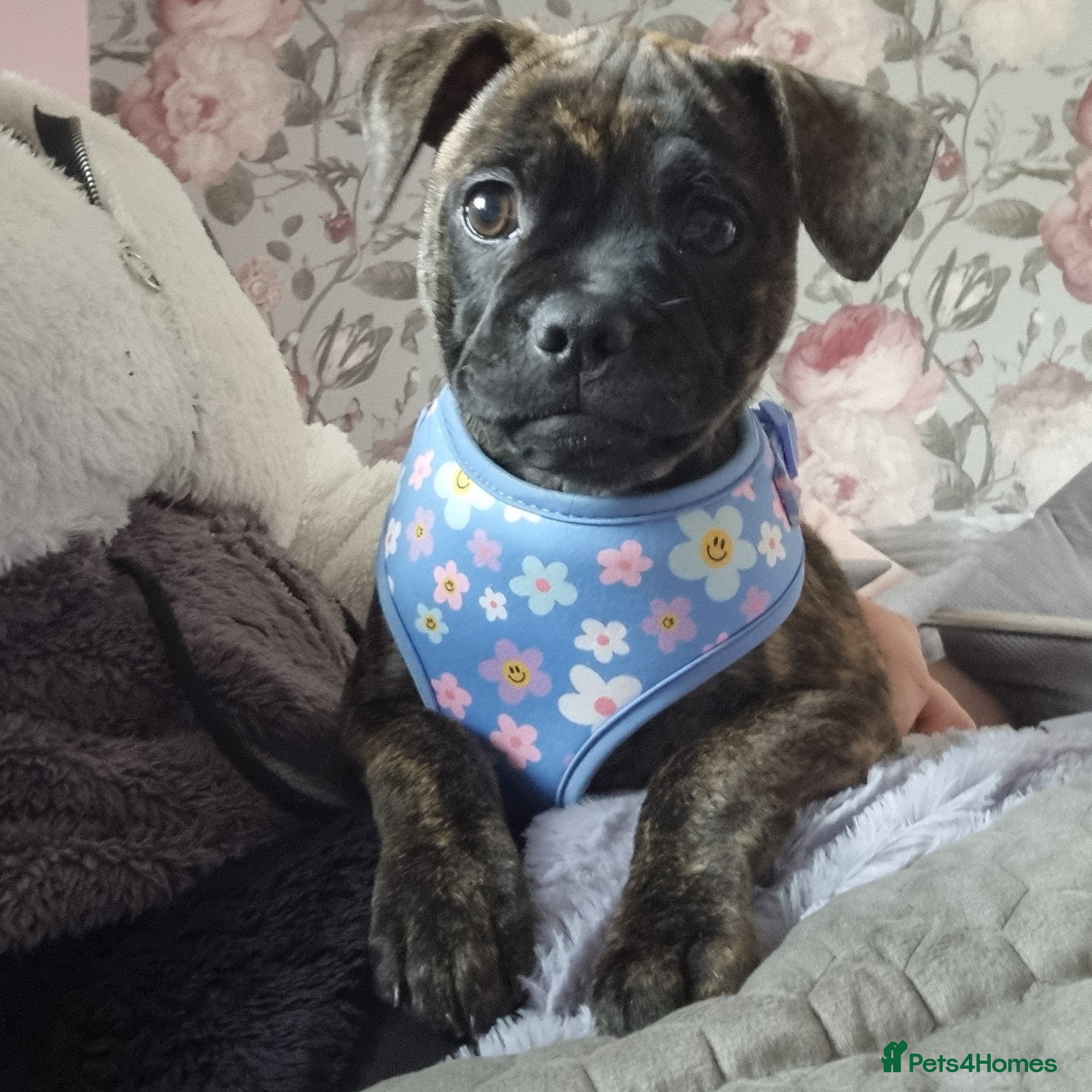 Mixed Breed dogs Staffordshire bull terrier cross pug puppy (REMI) - Advert 1