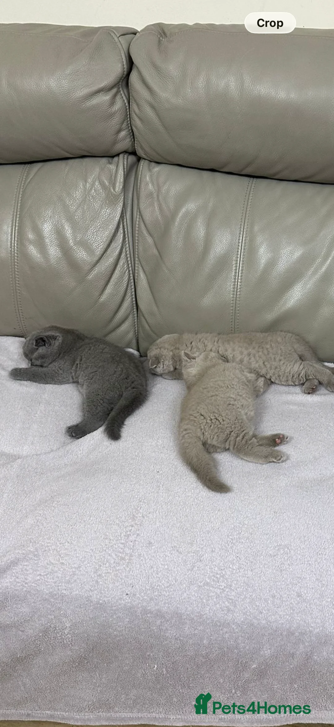 British Shorthair cats for sale: British Short hair and Scotish Fold - Advert 31