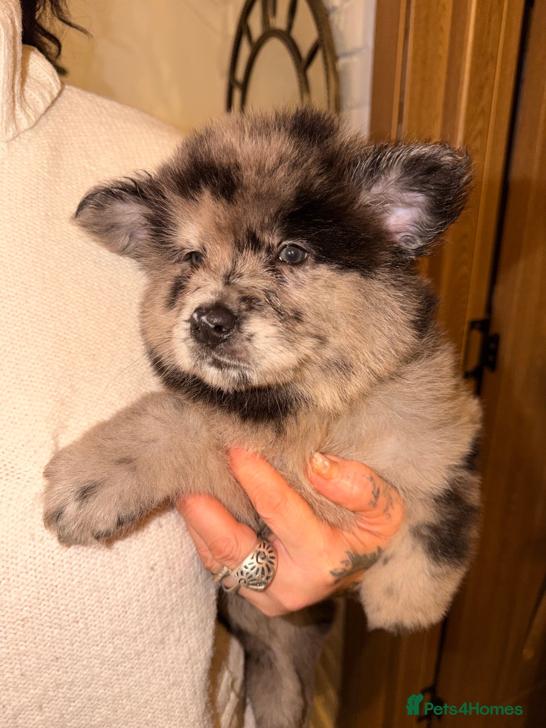 Mixed Breed dogs for sale: 🧸CHOW SHEPHERDS🧸 little bears ready now! - Advert 27