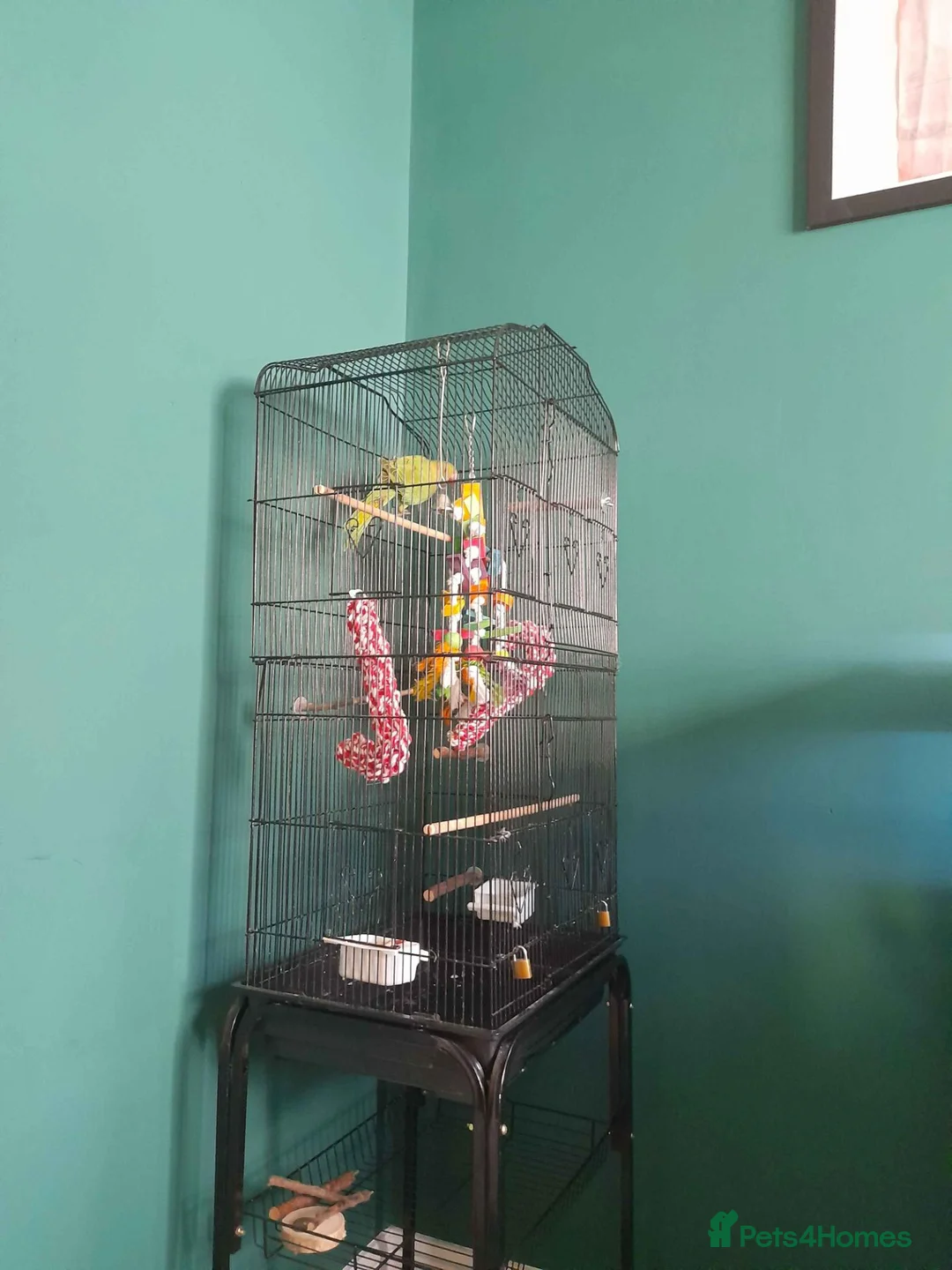 Parakeets birds for sale: Indian ringneck  in Hull - Advert 2