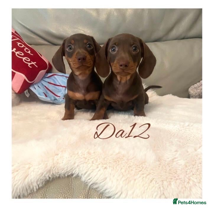 Miniature Dachshund dogs 2 True miniature dachshund boys  - Advert 2