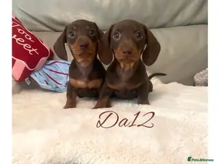 Miniature Dachshund dogs 2 True miniature dachshund boys - Advert 2