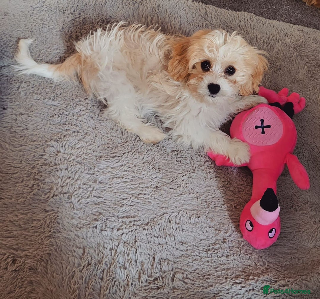 Cavachon dogs for sale: cavachon Puppies  - Advert 10