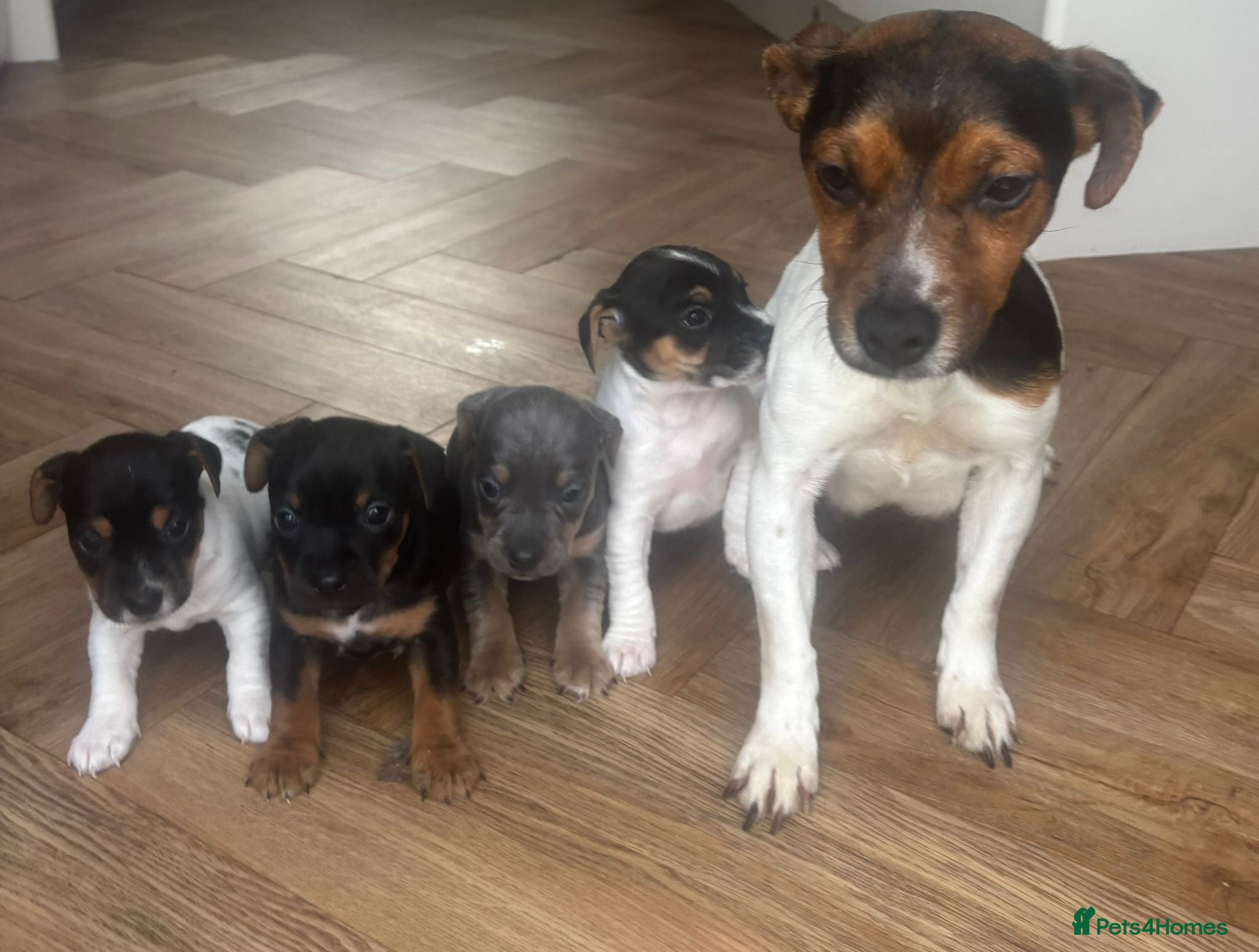 Jack Russell dogs 4 Beautiful Girl Jack Russell Puppies  - Advert 1