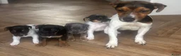 Jack Russell dogs for sale: 4 Beautiful Girl Jack Russell Puppies  - Advert 1
