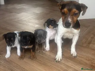 Jack Russell dogs 4 Beautiful Girl Jack Russell Puppies - Advert 1