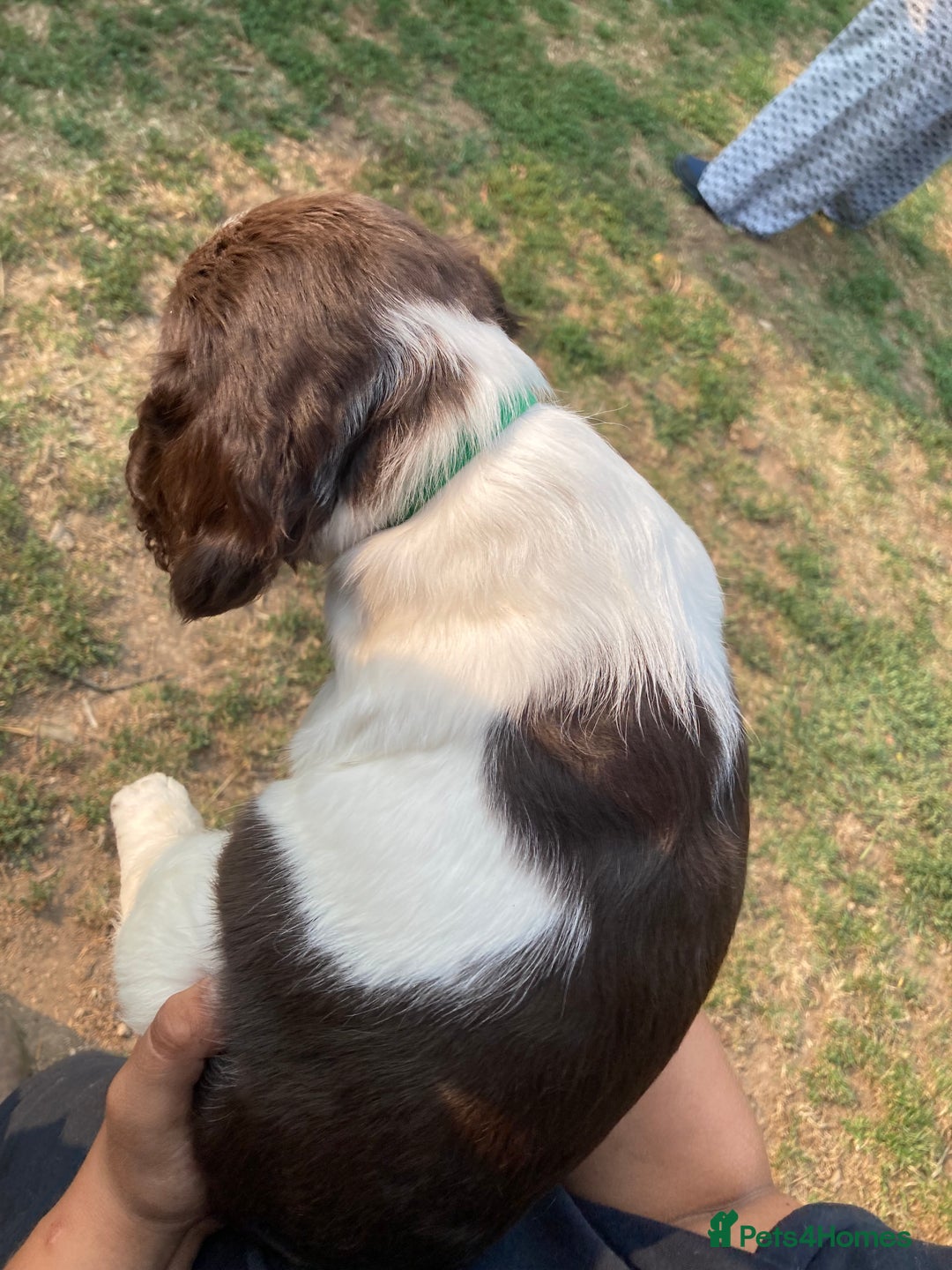 English Springer Spaniel dogs for sale: English Springer Spaniel Puppies - Image 9