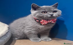 British Shorthair cats for sale: Beautiful GCCF Registered BSH Kittens - Ready Now - Image 7