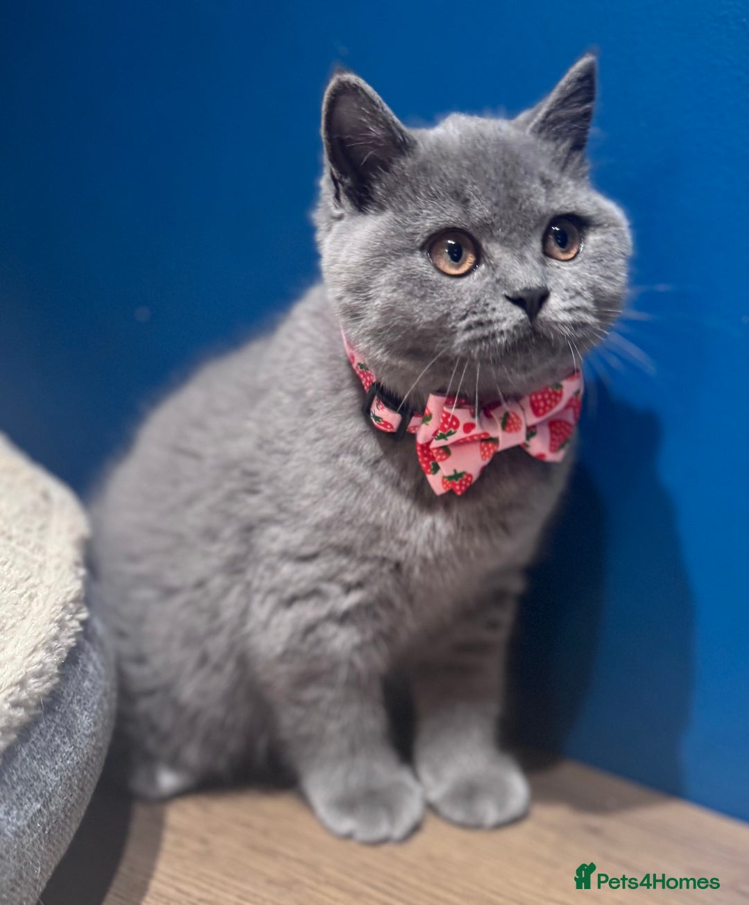 British Shorthair cats for sale: Beautiful GCCF Registered BSH Kittens - Ready Now - Image 7