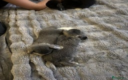 Mini Lop rabbits for sale: 2 boys 1 girl  - Image 2