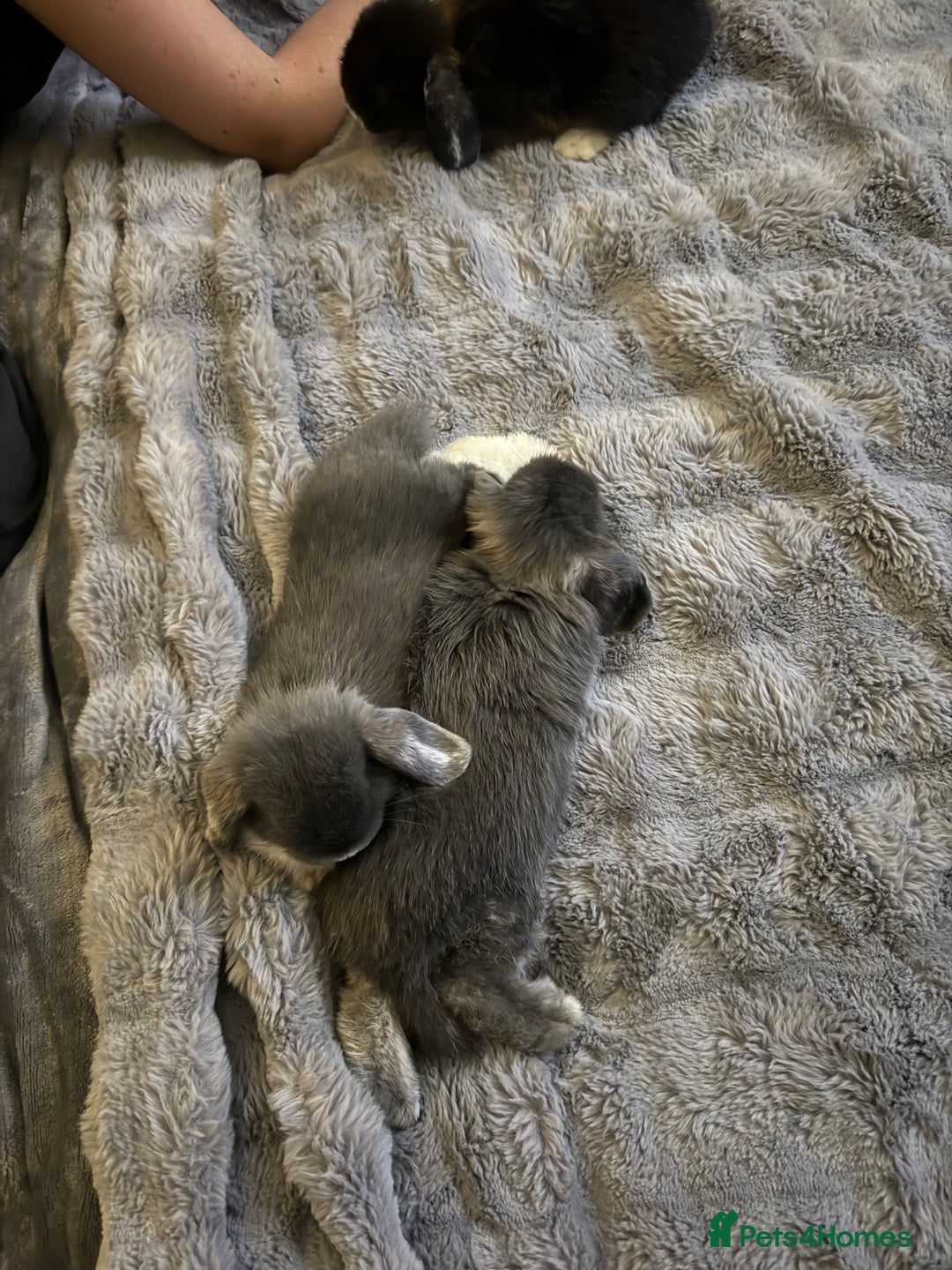 Mini Lop rabbits for sale: 2 boys 1 girl  - Image 2