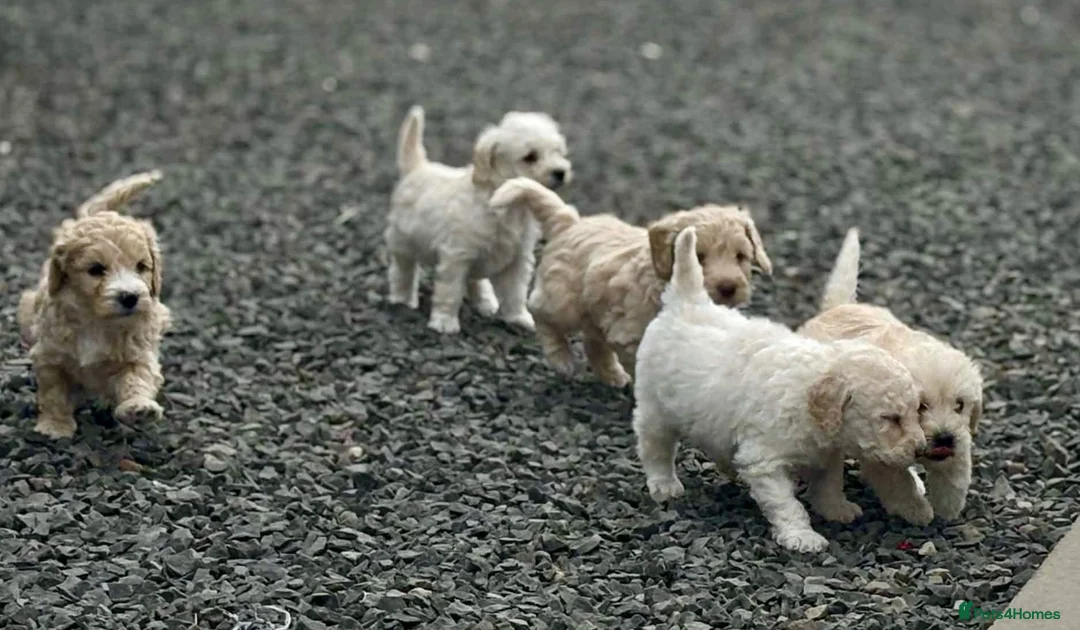 Labradoodle dogs for sale: Labradoodle pups  in Dundee - Advert 6