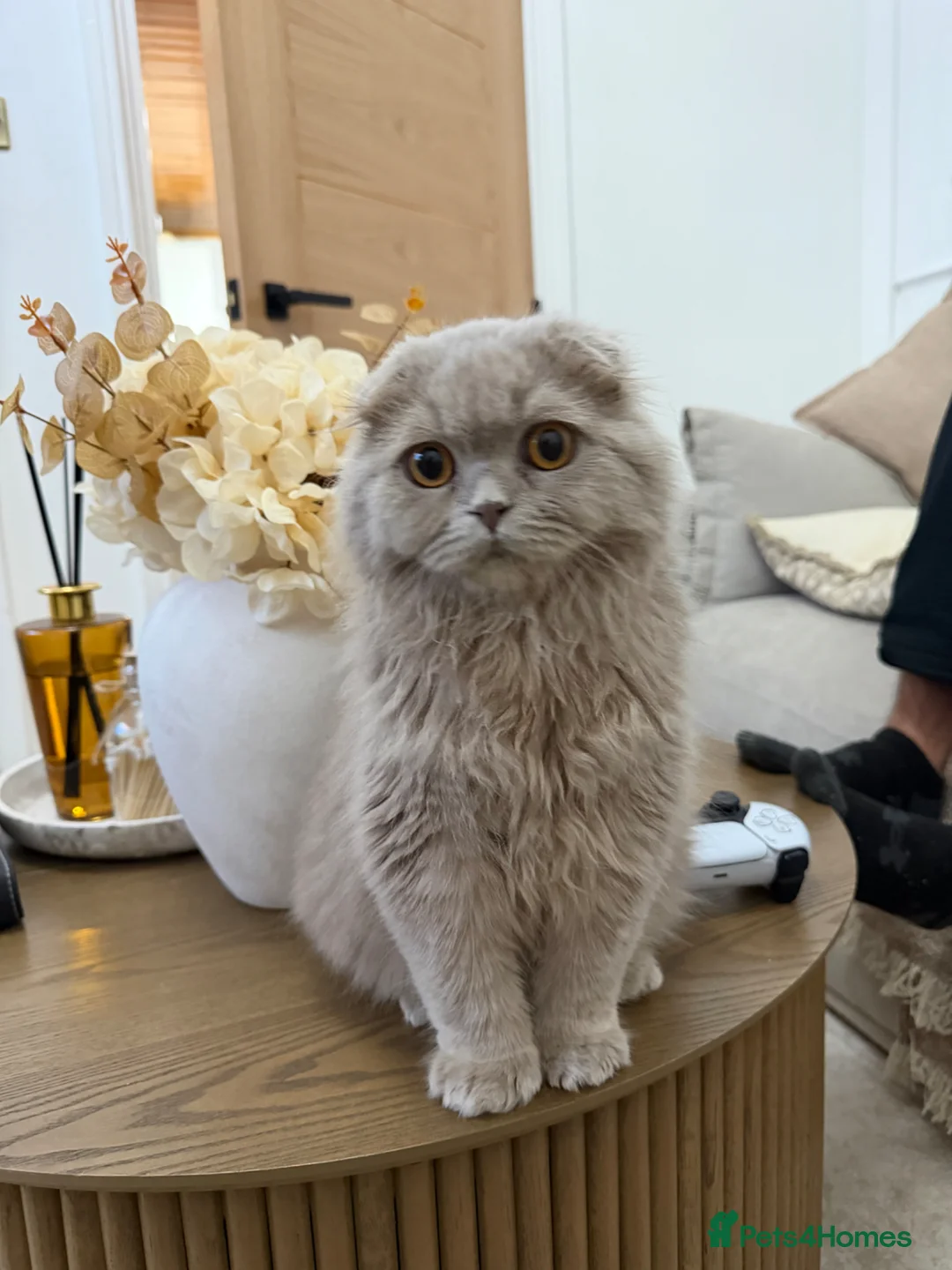Mixed Breed cats for sale: Scottish fold British long hair mix  - Advert 2