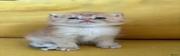 British Shorthair cats for sale: BEAUTIFUL GOLDEN BSH KITTENS AVAILABLE TO RESERVE - Advert 13