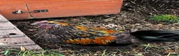 Chickens poultry for sale:  **  – Araucana Cockerel in Walsall - Advert 5