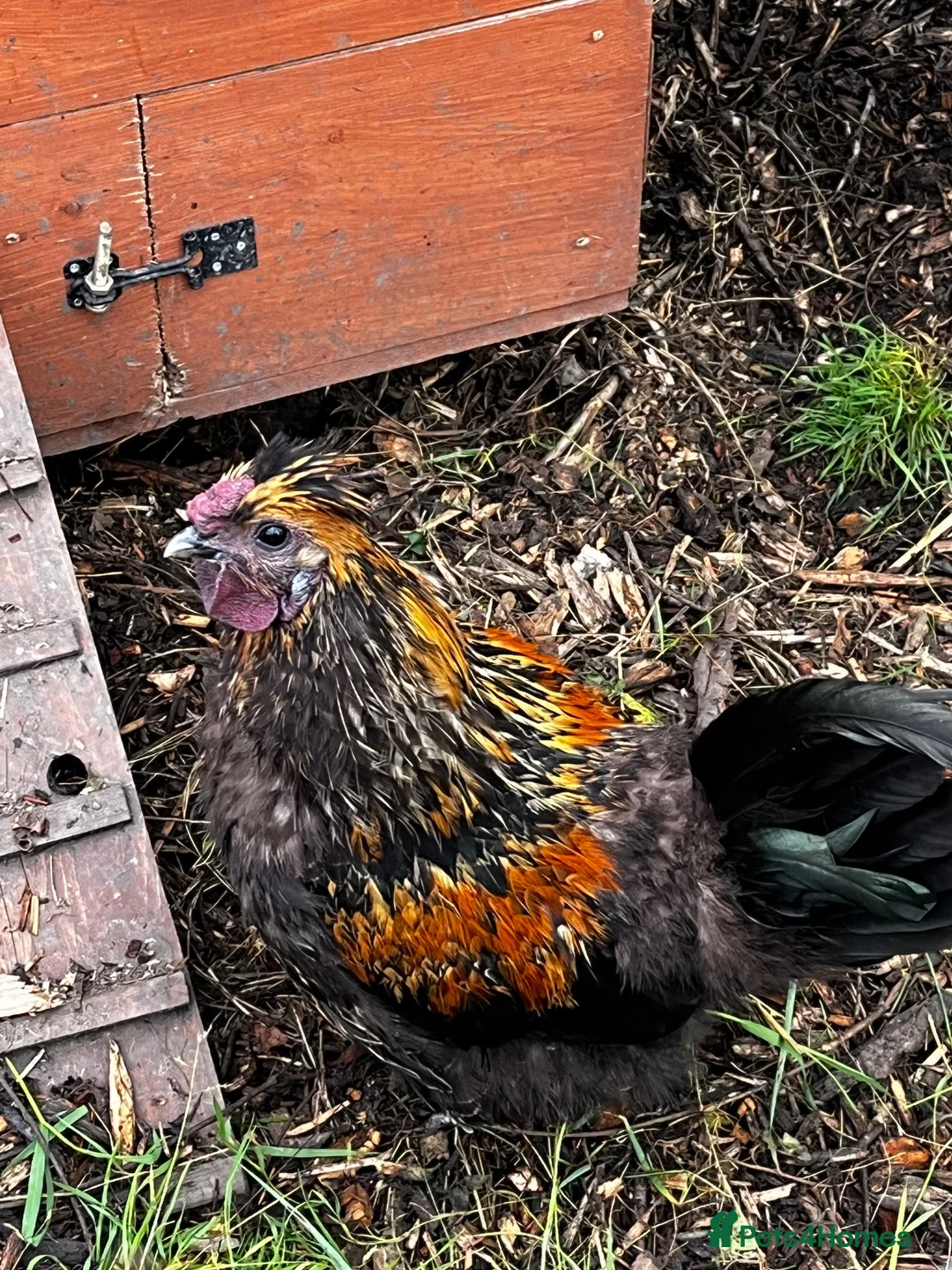 Chickens poultry for sale:  **  – Araucana Cockerel in Walsall - Advert 5