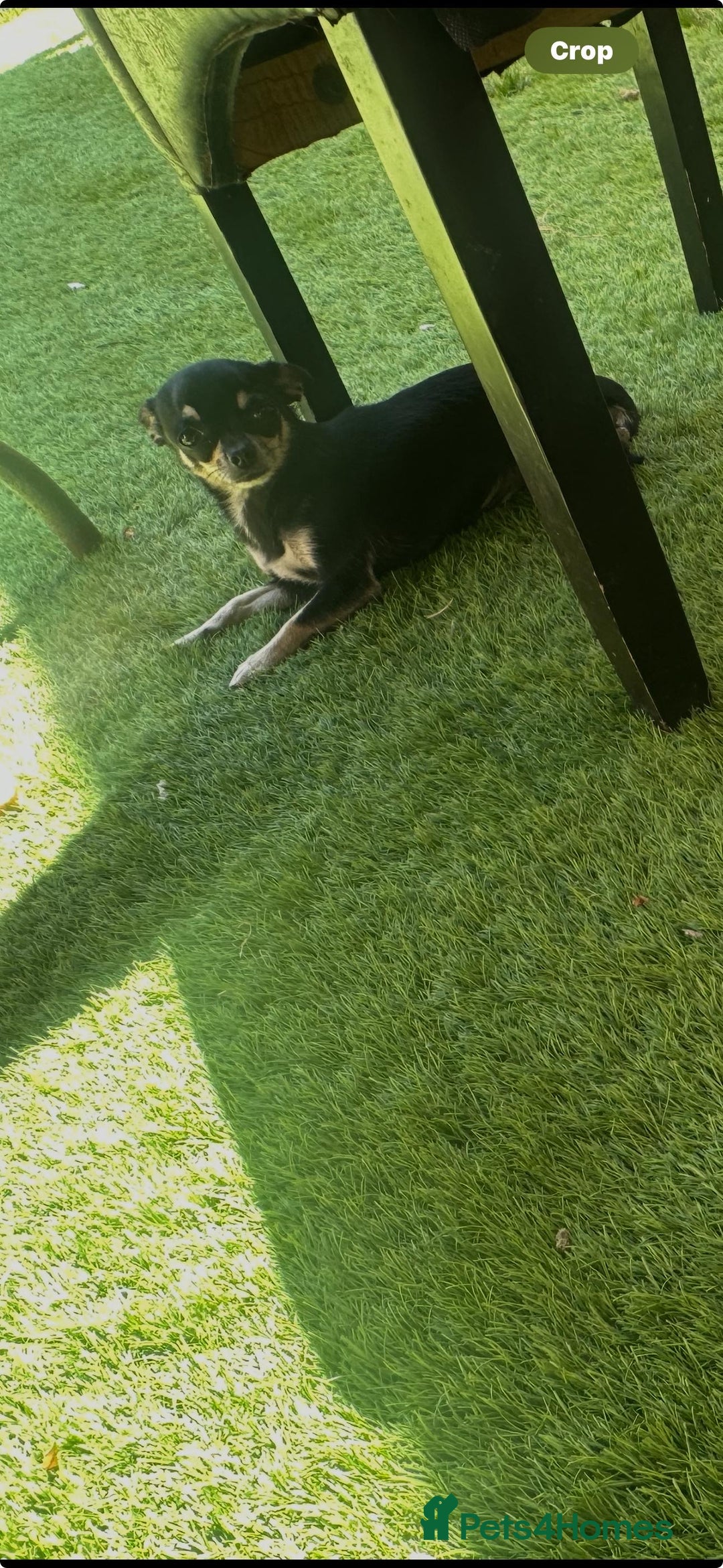 Chihuahua dogs for sale: Chihuahua girl 2 years old - Image 3