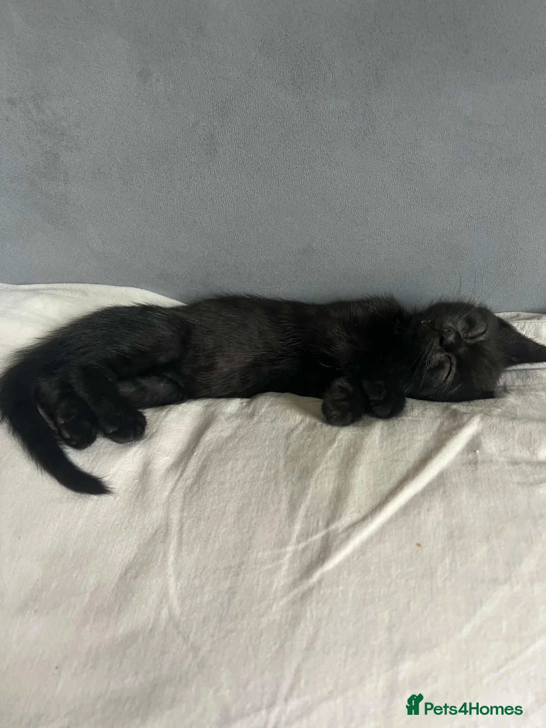 Mixed Breed cats for sale: Rescued kittens - Advert 2