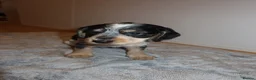 Cocker Spaniel dogs for sale: Cocker spaniel puppies tri - Advert 13