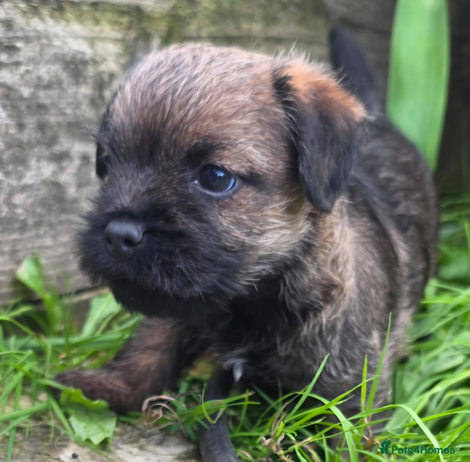 Border Terrier dogs We have 3 wonderful proven stud dogs. - Advert 5