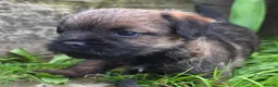 Border Terrier dogs for stud: We have 3 wonderful proven stud dogs. - Advert 1