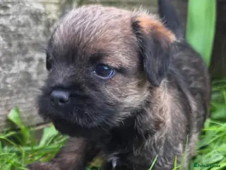 Border Terrier dogs We have 3 wonderful proven stud dogs. - Advert 5