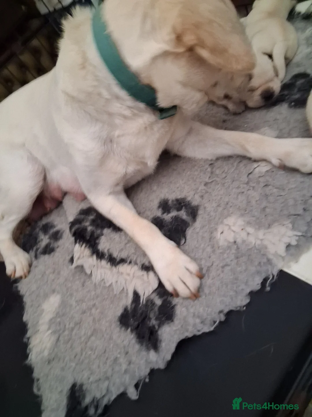 Labrador Retriever dogs for sale: CHUNKY CREAM LAB PUPPIES - Advert 2