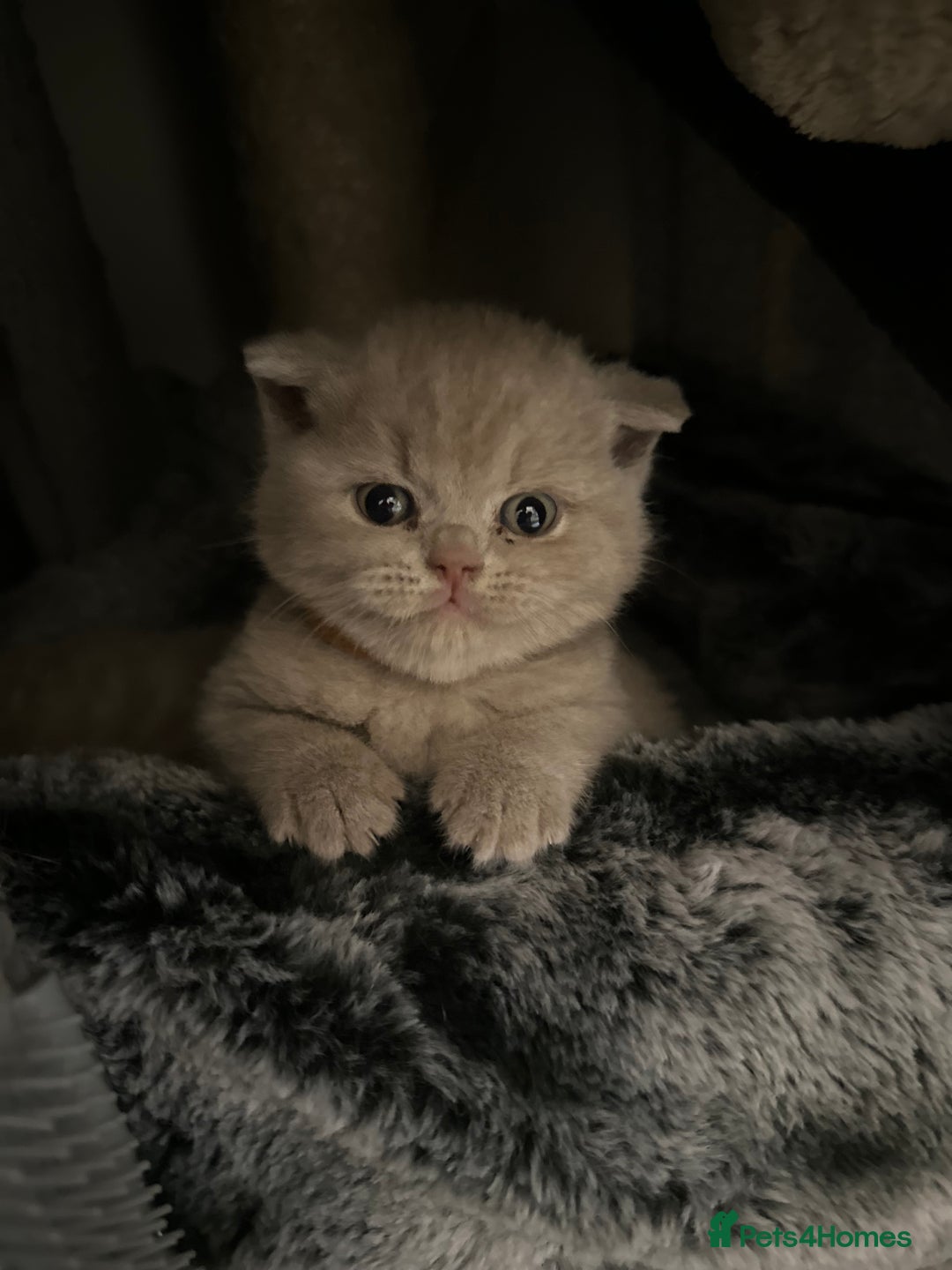 British Shorthair cats for sale: Purebred lilac British Shorthair - Image 3