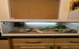Bearded Dragon reptiles for sale: Baby bearded dragon and set up for sale  - Image 3