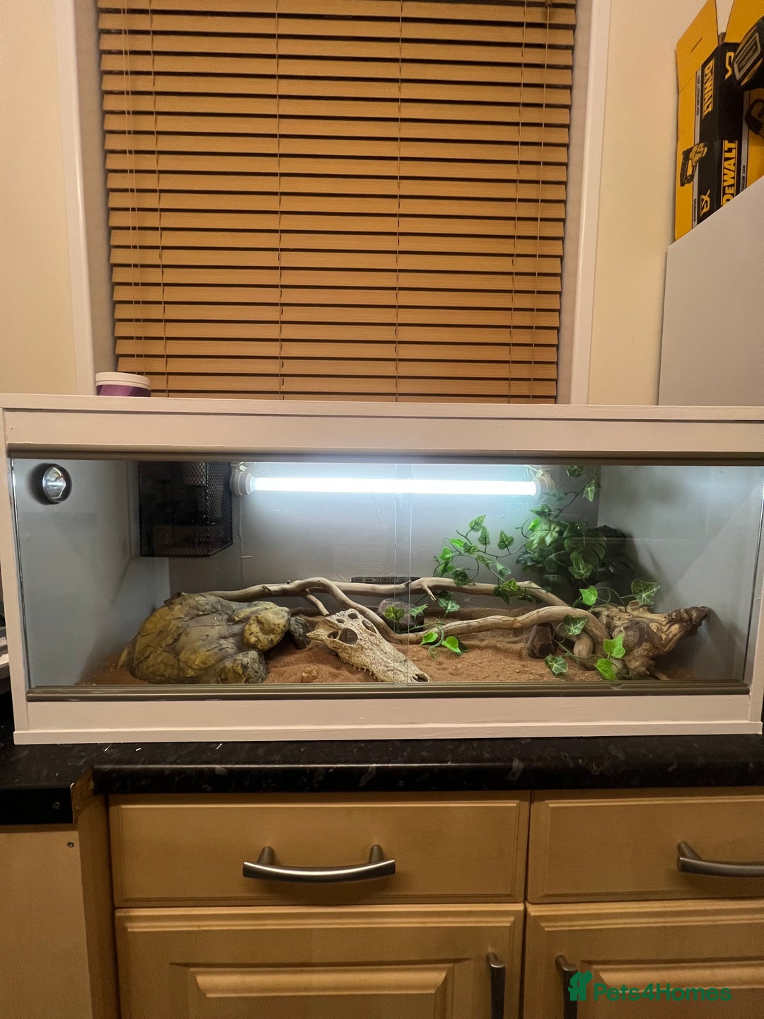Bearded Dragon reptiles for sale: Baby bearded dragon and set up for sale  - Image 3
