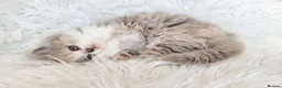 British Shorthair cats for sale: Stunning loving British longhair  - Advert 14