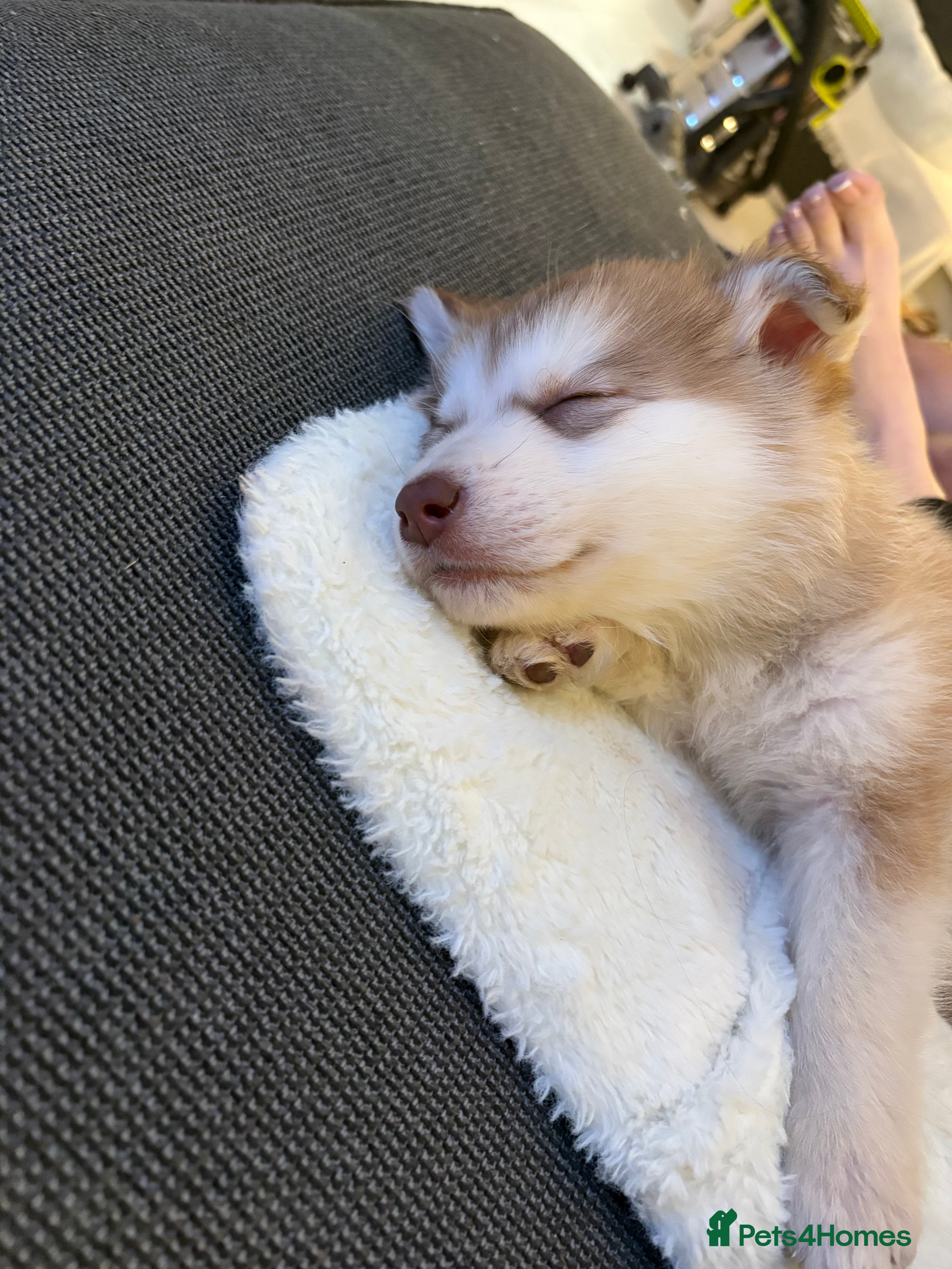 Mixed Breed dogs Dakota and Akila - Advert 1