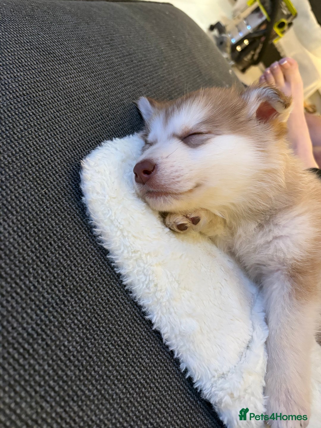 Mixed Breed dogs for sale: Dakota and Akila - Advert 1