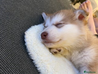 Mixed Breed dogs Dakota and Akila - Advert 2