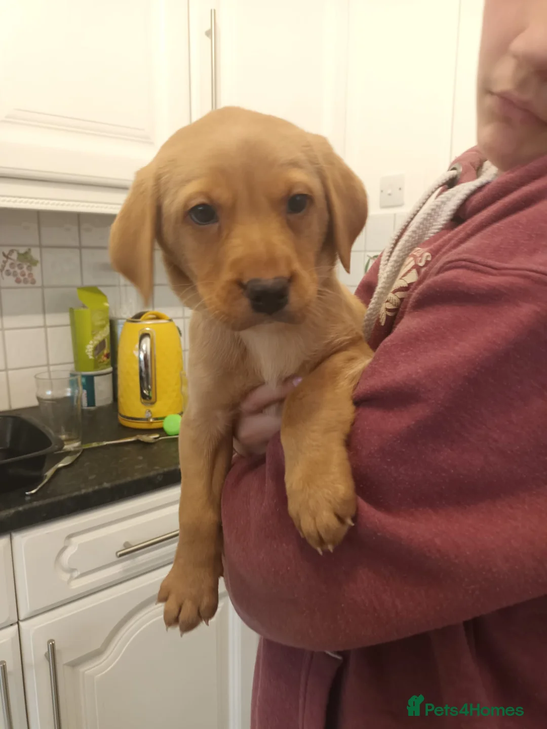 Labrador Retriever dogs for sale: Fox Red KC Reg Fox Red Lab, M&D hip & elbow scored - Advert 11