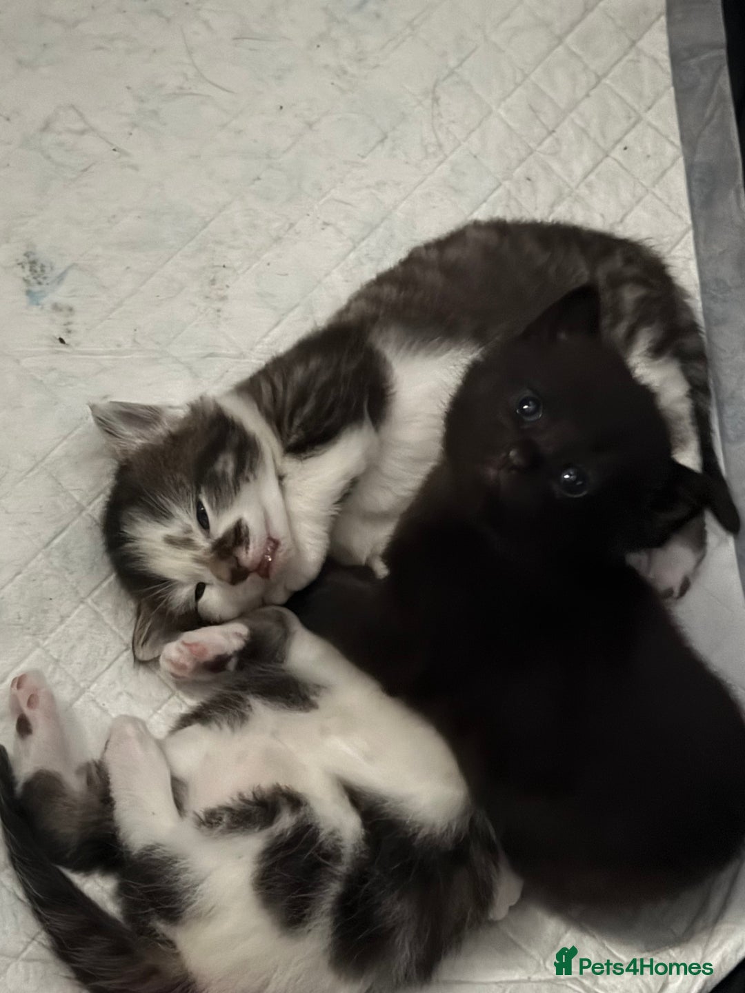 British Shorthair cats for sale: Three adorable kittens ready 10th jan 2026 - Advert 13