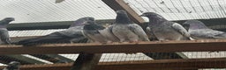 Mixed Breed birds for sale: Pakistani high flyers for sale  - Advert 9