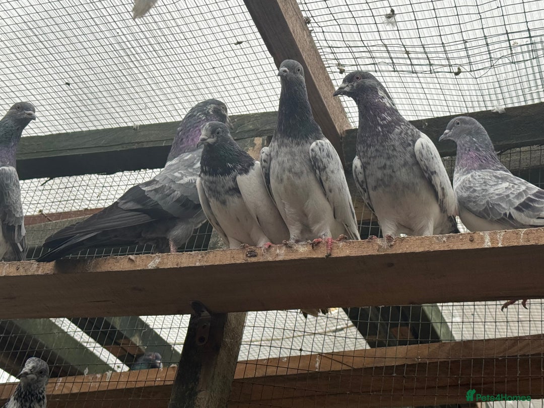 Mixed Breed birds for sale: Pakistani high flyers for sale  - Advert 9
