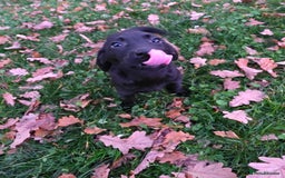 Labrador Retriever dogs for sale: Labrador Puppies Ready for Their Forever Homes🐶💛 - Image 6