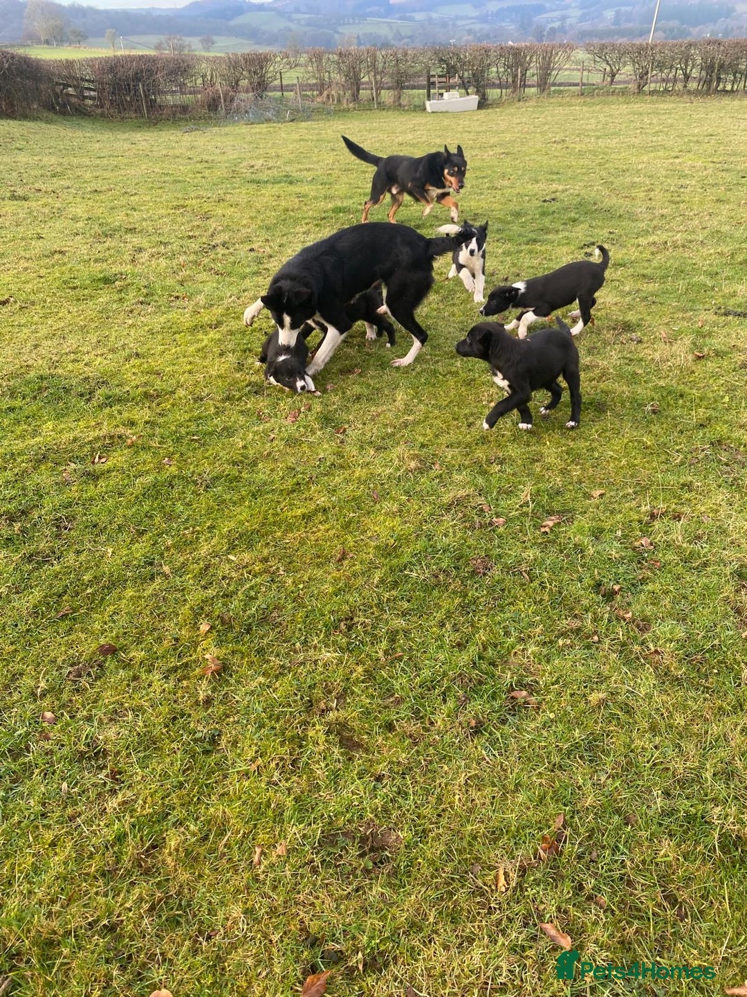 Mixed Breed dogs for sale: Beautiful Kelpie X Border Collie Puppies For Sale - Advert 14